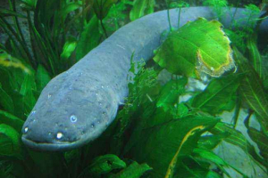 Ile kosztuje znikający elektryczny węgorz? Ile kosztuje znikający elektryczny węgorz?